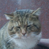 Telegram profile photo for Кот🐈