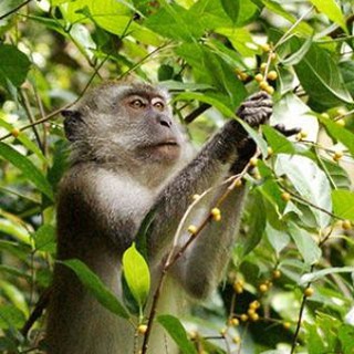 Telegram group profile photo for NTU MONKEY WATCH 🐒