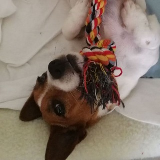 Telegram profile photo for Pupperina