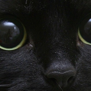Telegram profile photo for клевый тгк