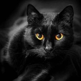 Telegram profile photo for Волшебный Кот🐈