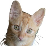 Telegram profile photo for Martin Familienname