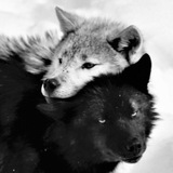 Telegram profile photo for info