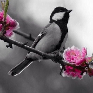 Telegram profile photo for آواى عندليب پارسی