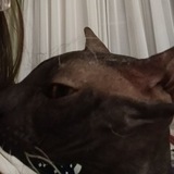 Telegram profile photo for декстер