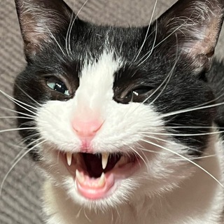 Telegram profile photo for Кошачий дурак Эдáм