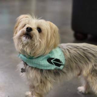 Telegram profile photo for $BRODIE Portal