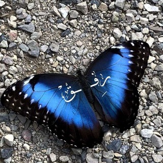 Telegram profile photo for رِفق ֶָ֢ 🦋