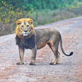 Telegram profile photo for Ethiopia Wildlife