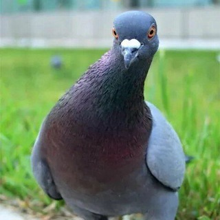 Telegram profile photo for ботинки или🕊👞
