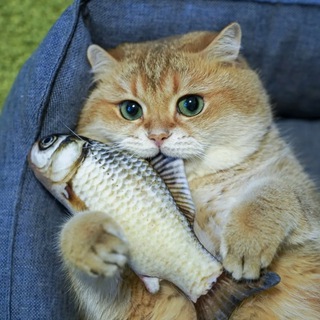 Telegram profile photo for Котик и рыбка