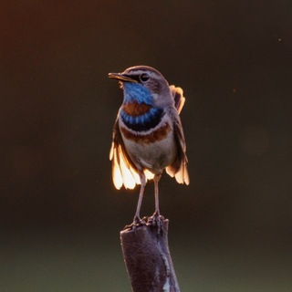 Telegram profile photo for Phodecoeur