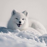 Telegram profile photo for С нами Песец, не волнавайся😘
