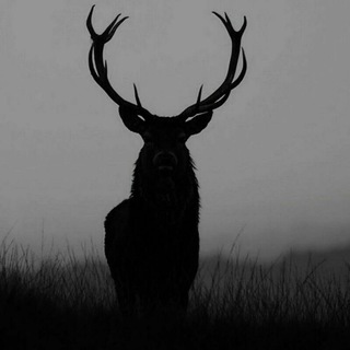 Telegram profile photo for ⚜WILD⚜
