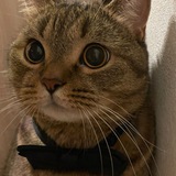 Telegram profile photo for еж вещает
