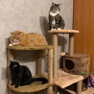 Telegram profile photo for Три котЭ