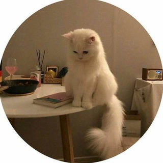 Telegram profile photo for ريحـَانۿﮧ!