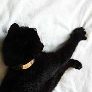 Telegram profile photo for Kitten Mailer