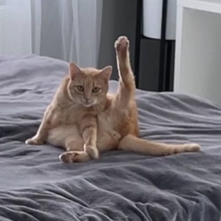 Telegram group profile photo for Чат SANISHOW