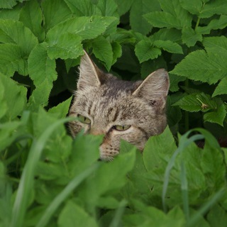 Telegram profile photo for фоточки