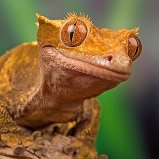 Telegram profile photo for Reptile Fan Channel 🦎