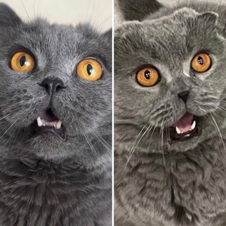 Telegram profile photo for Пушок и Пирожок🐱🐱
