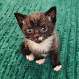Telegram profile photo for Элитный чат