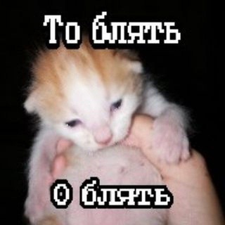 Telegram profile photo for 🀝〖• Бᴀᴩᴀхᴏᴧᴋᴀ Дᴏʍинᴏ •〗🀞 || #Виталик