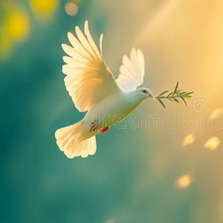 Telegram profile photo for THE WHITE DOVE