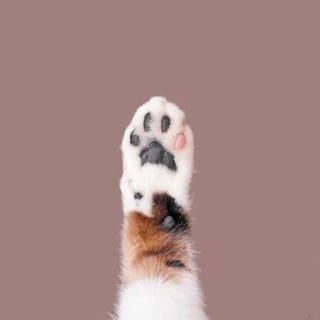 Telegram profile photo for This charming cat