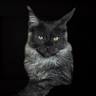 Telegram profile photo for Фенек — кот мейн-кун