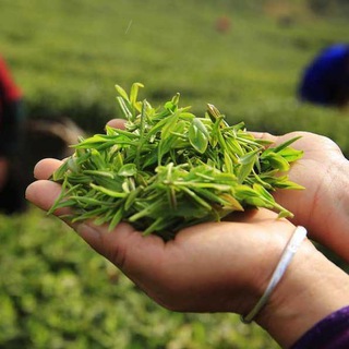 Telegram profile photo for ЧАЙНЫЙ ЧИБАМБОЗ | Китайский чай 🍵