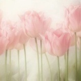 Telegram profile photo for a bloom in velutinous hush: tulip serenity 𝜗 ˖
