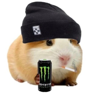 Telegram profile photo for Hamstrer Kombat Combo