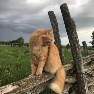 Telegram profile photo for Пункши
