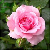 Telegram profile photo for آرامش