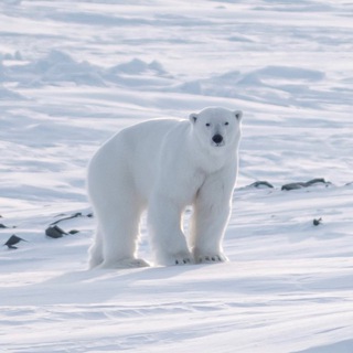 Telegram profile photo for Белый медведь🐻❄️