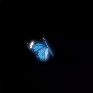 Telegram profile photo for Blue Butterfly ‘🦋”
