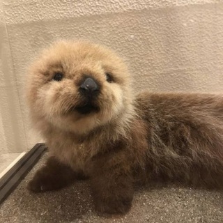 Telegram profile photo for скотомобильник