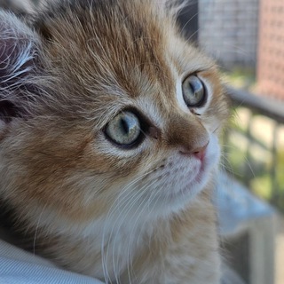 Telegram profile photo for Рагнарово местечко