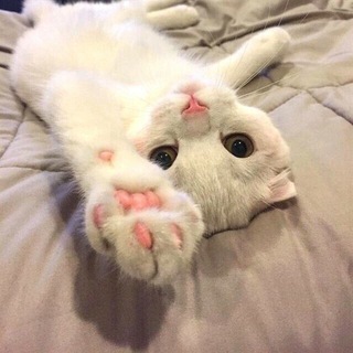 Telegram profile photo for meow nation