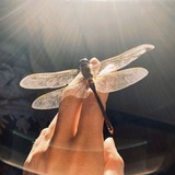 Telegram profile photo for Ὀδύσσεια