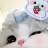 Telegram profile photo for Priv