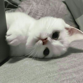 Telegram profile photo for Белый черный кот