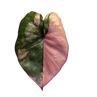 Telegram profile photo for Алоказиемания 🌱Хойемания
