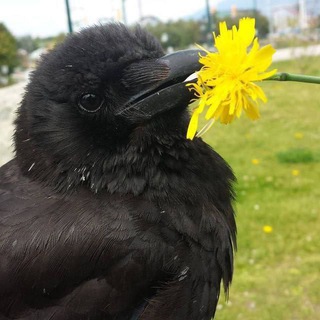 Telegram profile photo for Corvids confessions! 🐦⬛️🪶