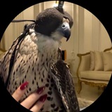 Telegram profile photo for قصيد .