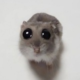 Telegram profile photo for دونیت های میمک