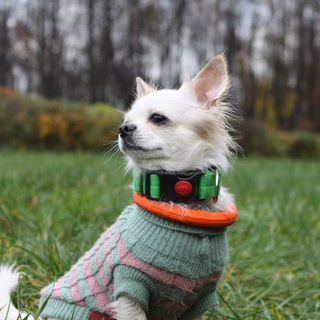 Telegram profile photo for белый на связи 📸