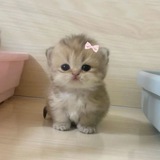 Telegram profile photo for Paket || Переходник